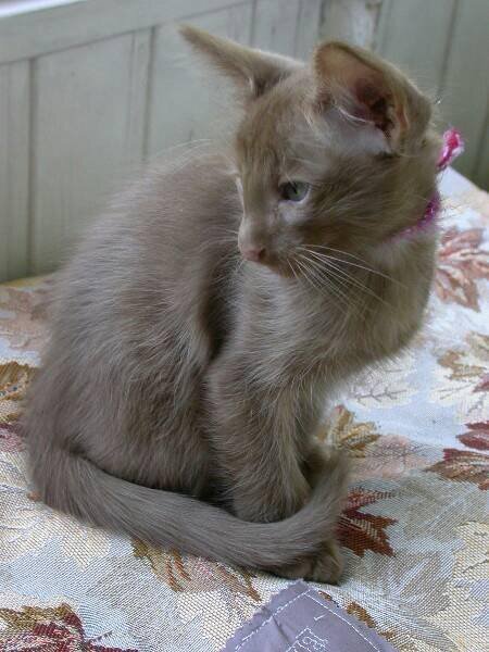 Внешность статуэтки из вашей мечты