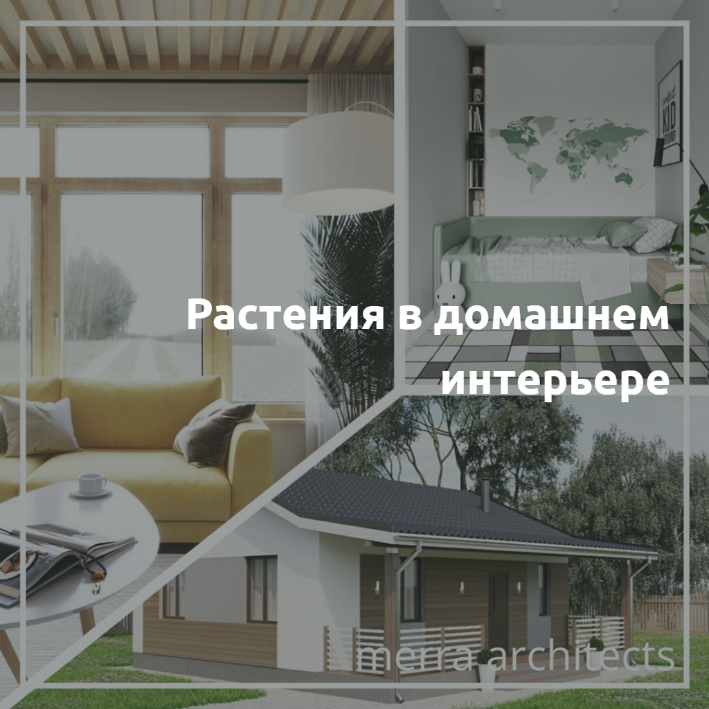 Растения в домашнем интерьере 