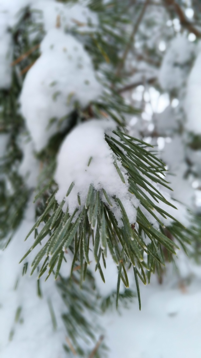 К нам пришла зима.