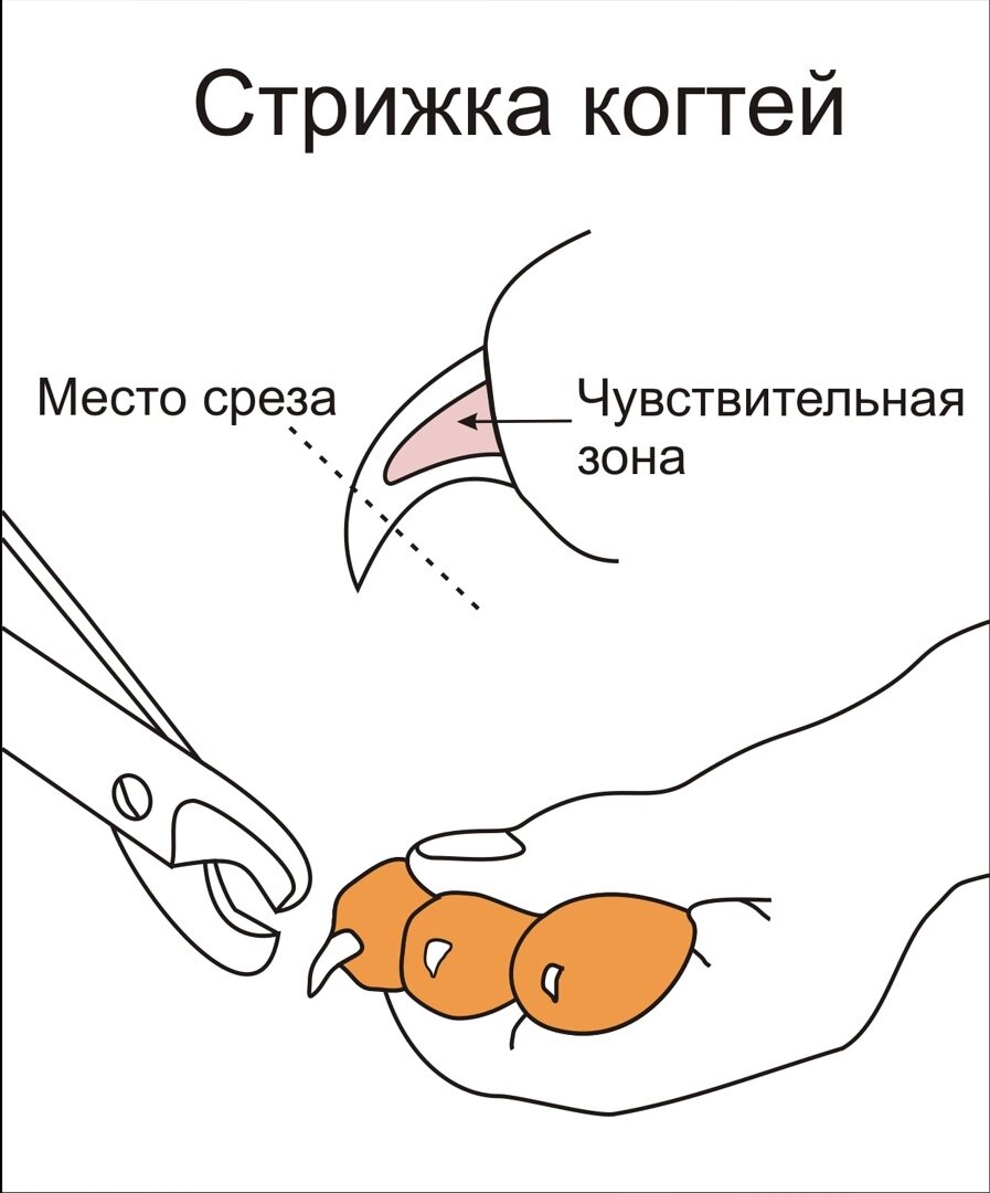 Схема стрижки когтей у собак