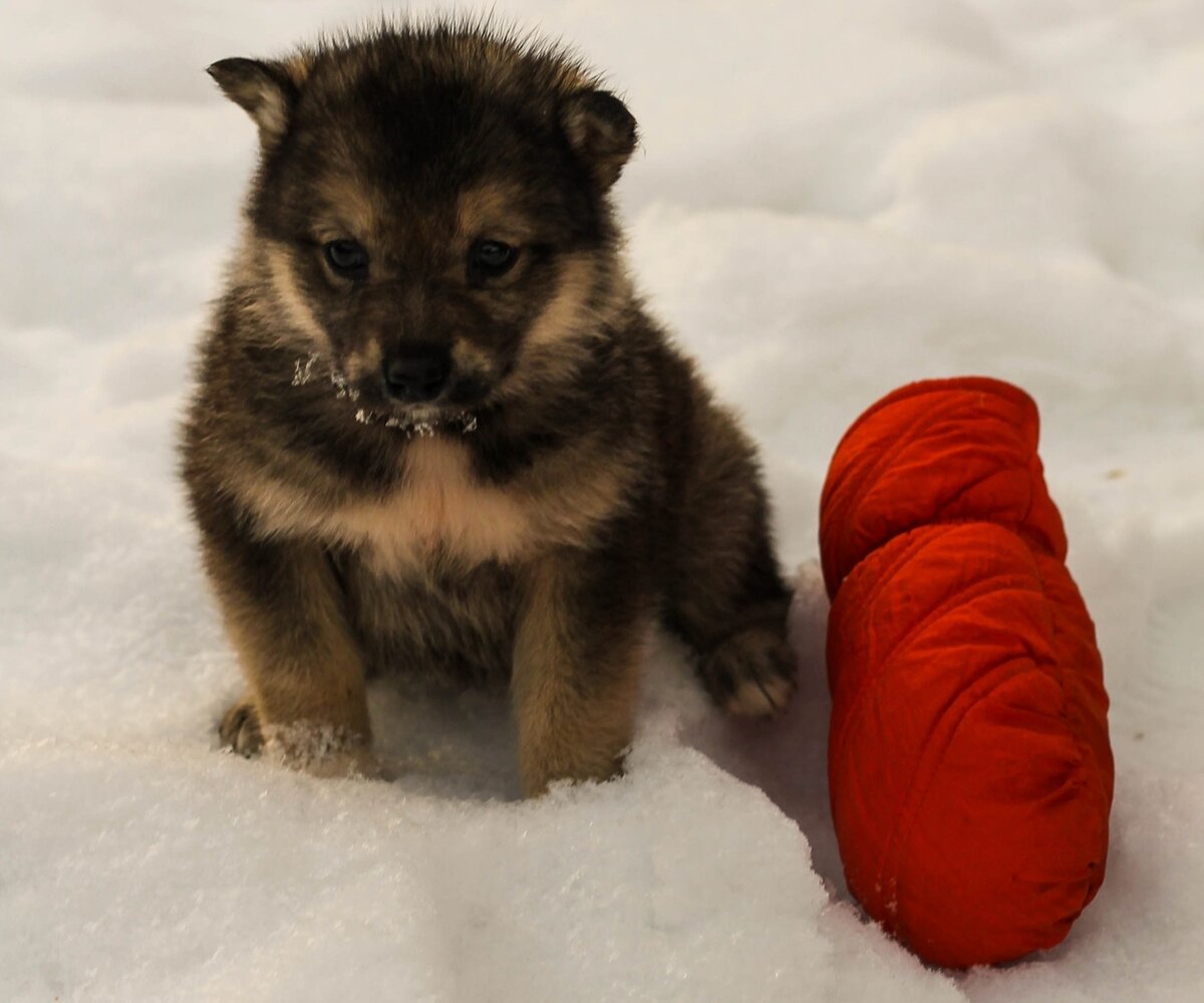 и зовут ее Хася.