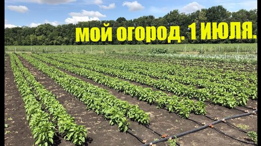 Хризантема, перец, капуста, баклажан - полный обзор огорода.