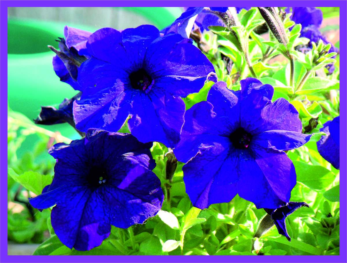 Вот такие петунии были у нас прошлым летом.