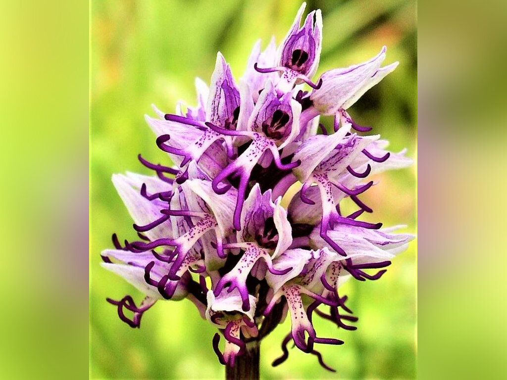  Соцветие Ятрышника обезьяньего. Каждый цветок как маленькая обезьянка.