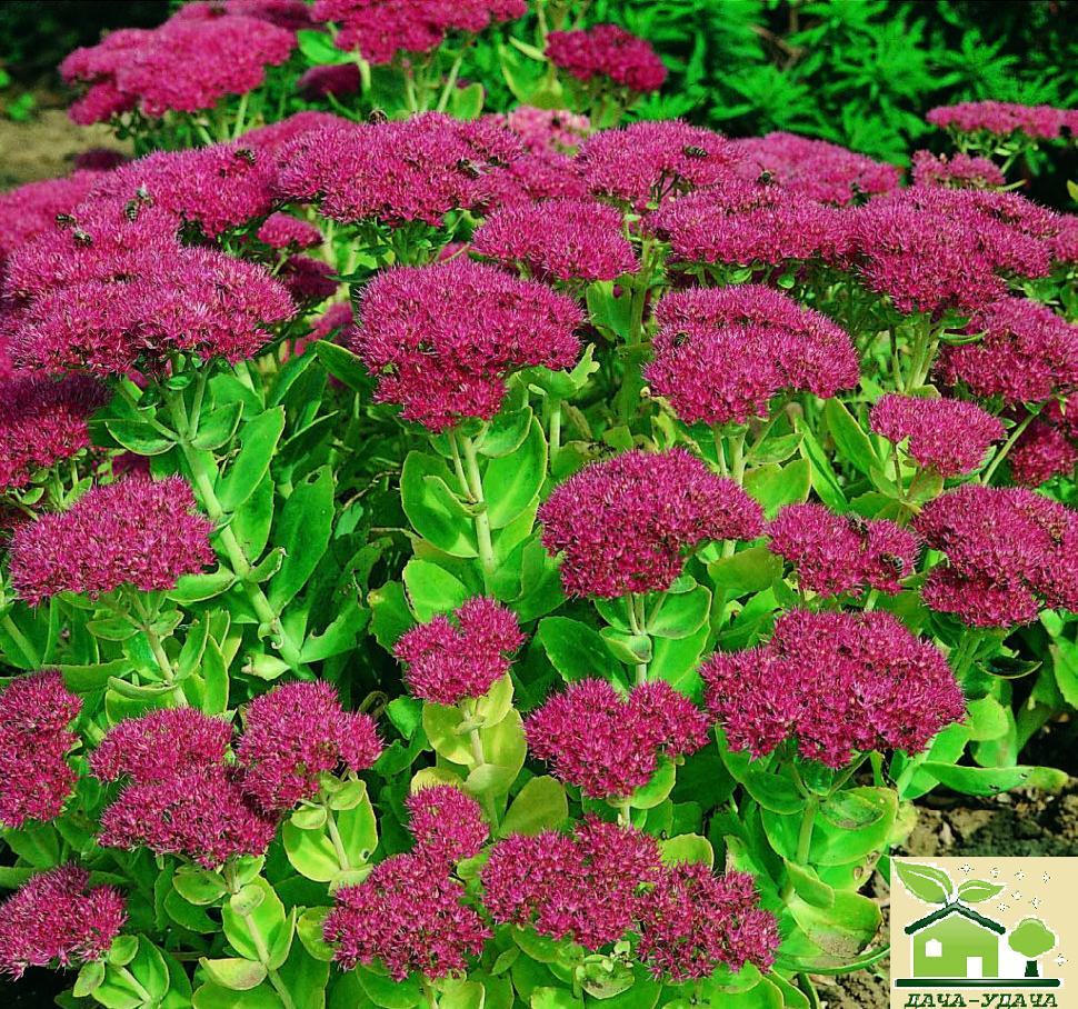 Очиток Видный 'Herbstfreude'. Очиток Видный (Sedum spectabile). Очиток Herbstfreude. Очиток телефиум Herbstfreude.