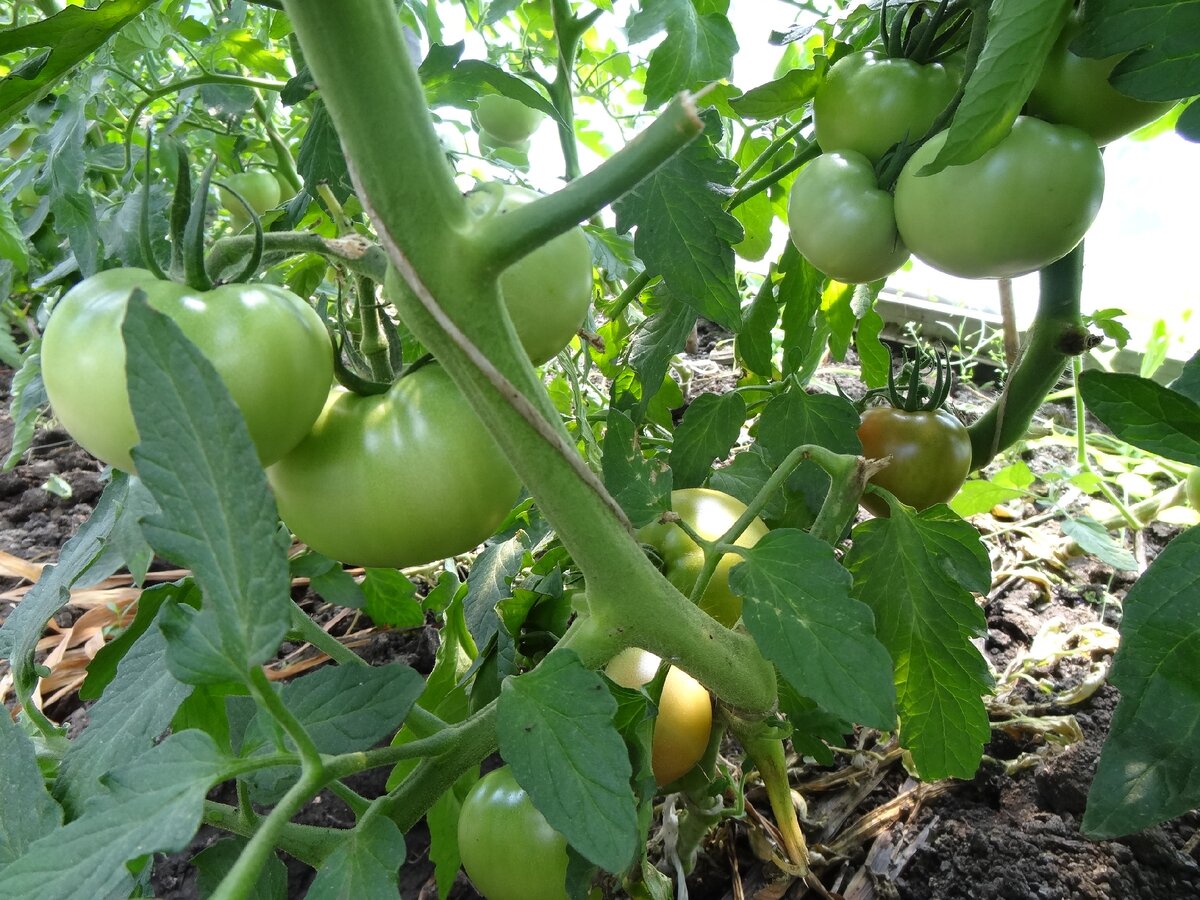 Урожай помидоров в пленочной теплице.