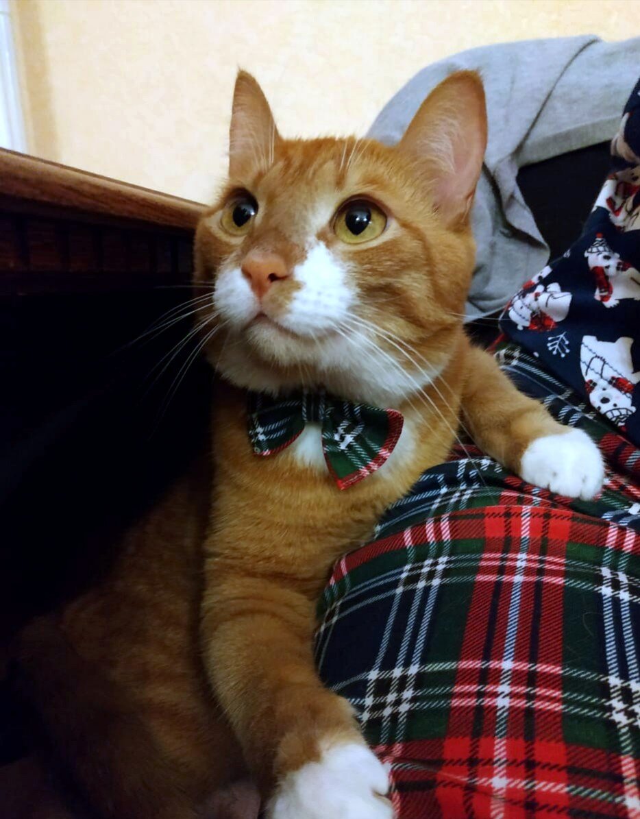 Торт у нас отличается повышенным чувством собственной важности. Тем более, он недавно получил должность главного редактора. 