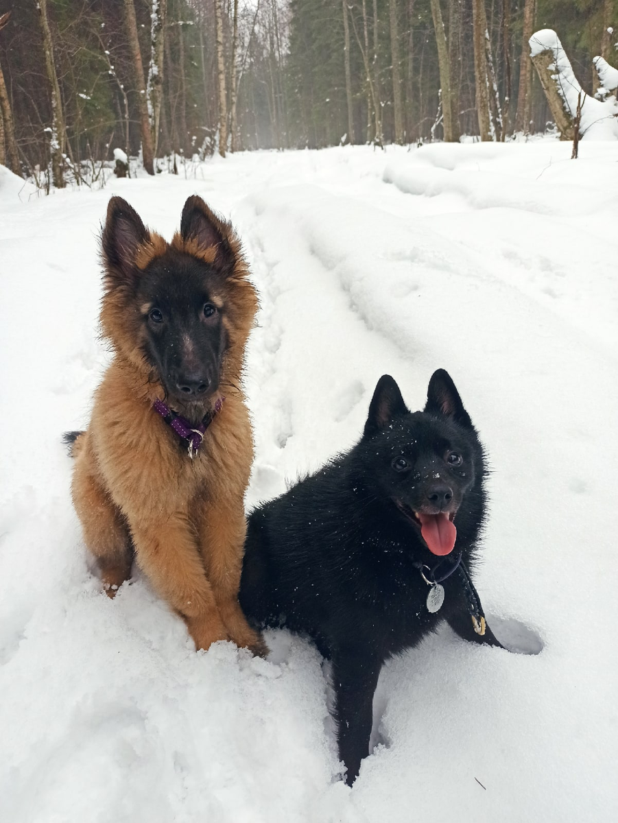 Мои детские мечты