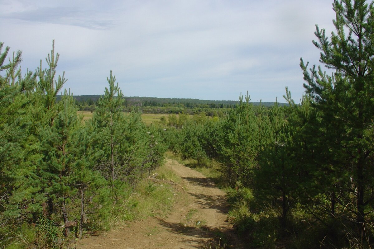 Фото автора. Лесные дали
