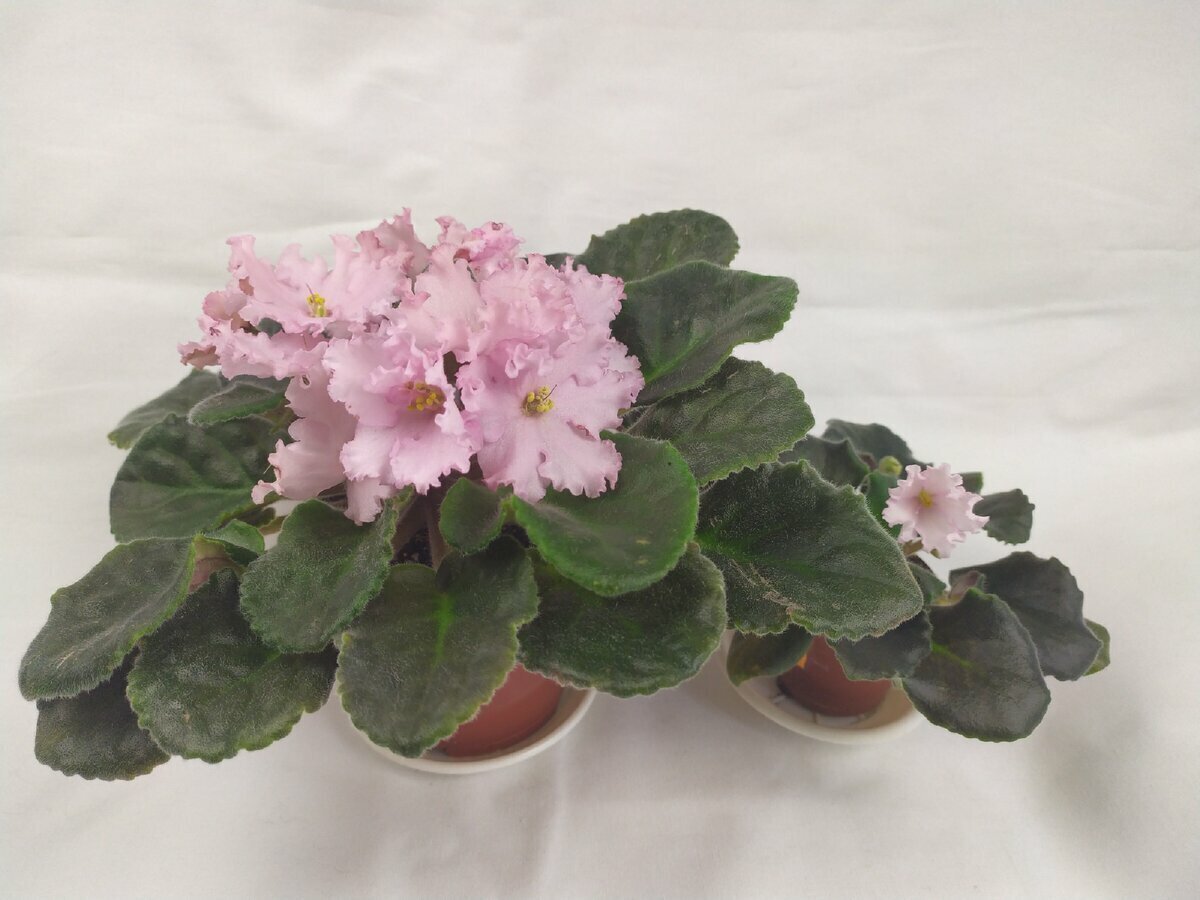 Материнское растение 'ЛиК-Степной Ветерор' и сеянец №1