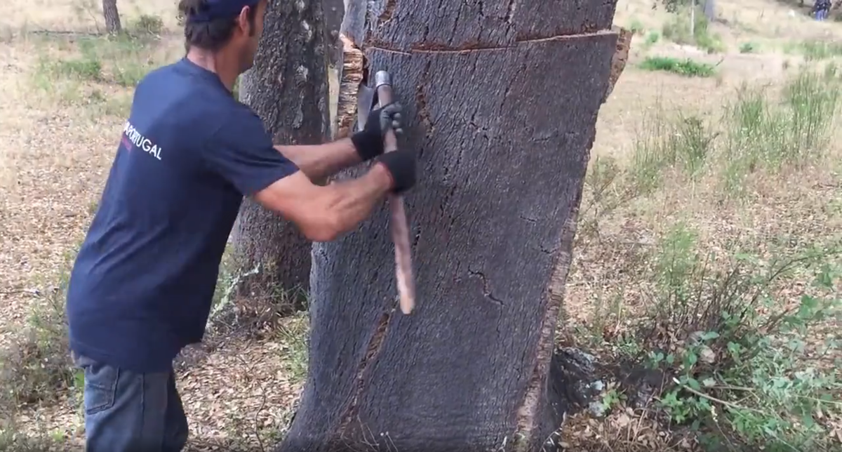 Главное в деле заготовки коры — правильный расчёт