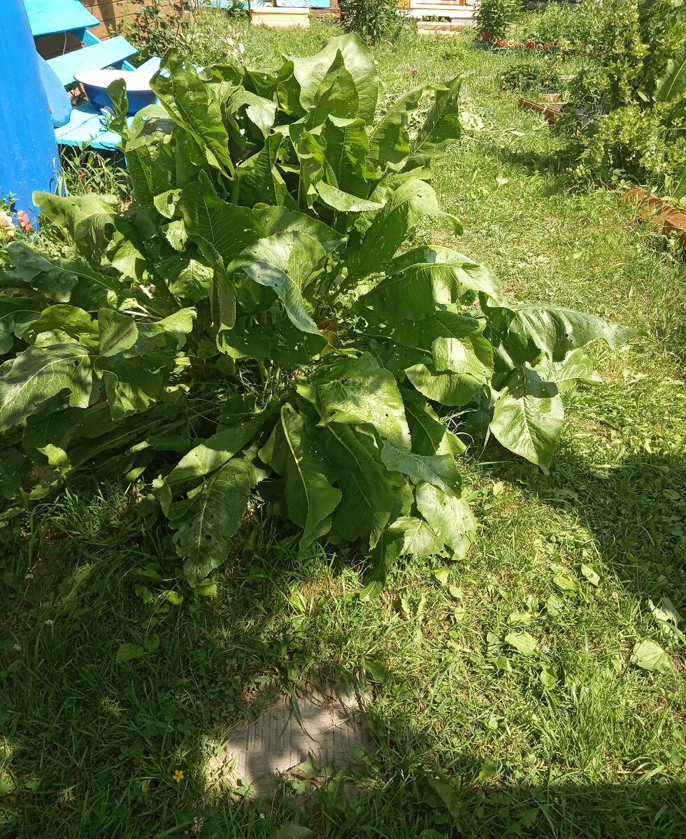 Хорошо, когда в жаркий полдень есть тенечек