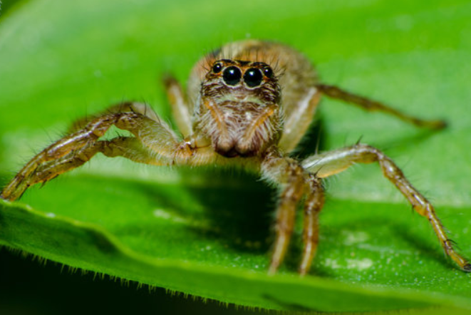 Паук и много глаз