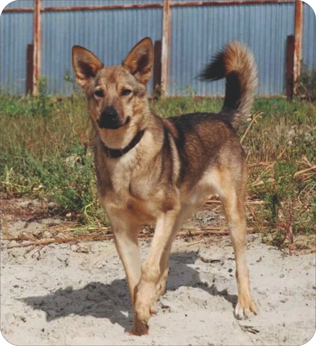Атоса взяли из приюта, а он спас жизнь своим новым хозяевам. https://mur-tv.turbopages.org/mur.tv/s/pyos-atos-okazalsya-nastoyashhim-mushketyorom-semya-vzyala-pitomca-iz-priyuta-i-vskore-on-spas-im-zhizni/
