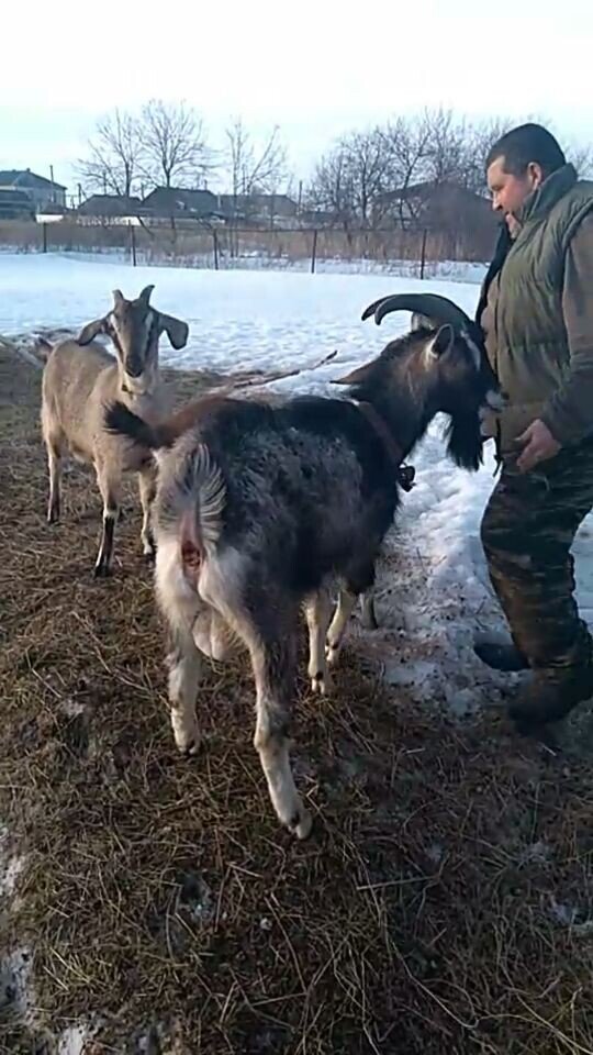 Козел альпийской породы. Альпийский козëл с человеком.