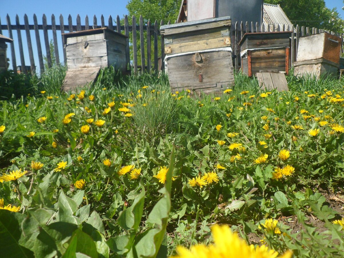 Одуванчик зацвёл