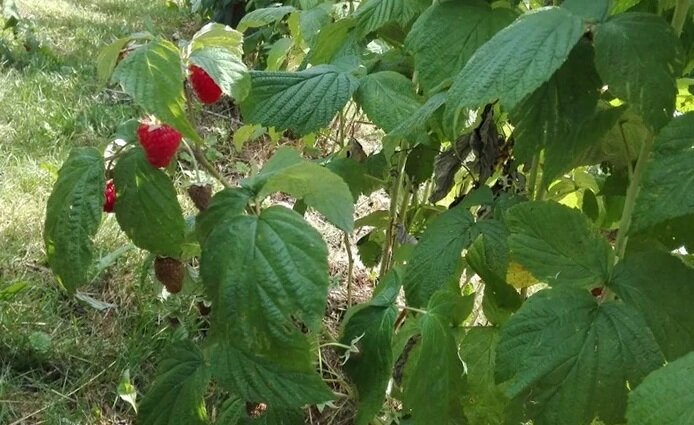 Малина на даче, выращиваем малину