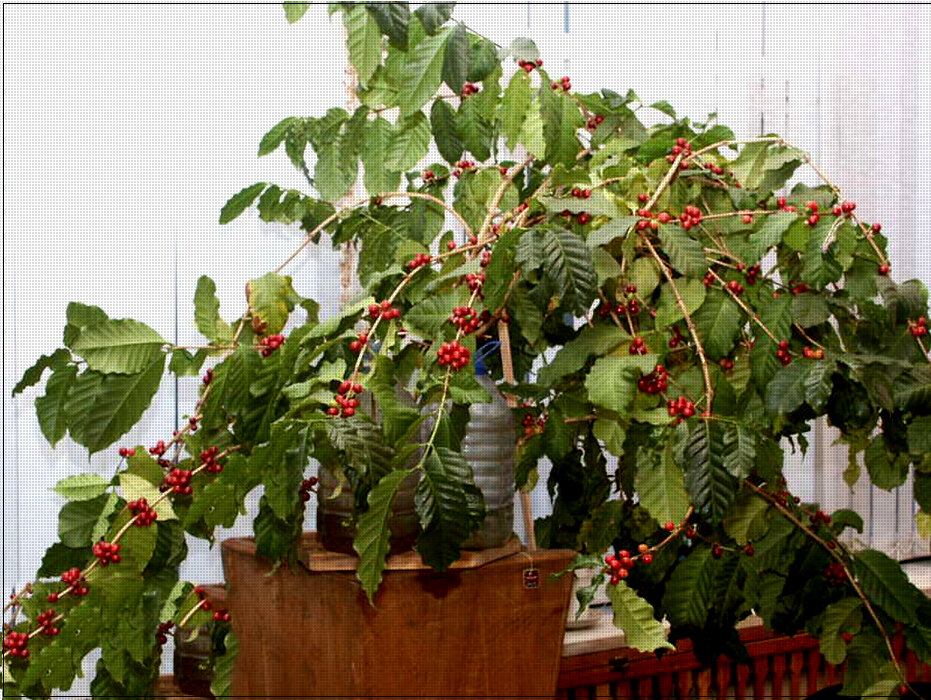 Ждать ягодок не долго и потом можно сажать сколько угодно. Приживаются легко и сразу адаптируются к окружающей среде.