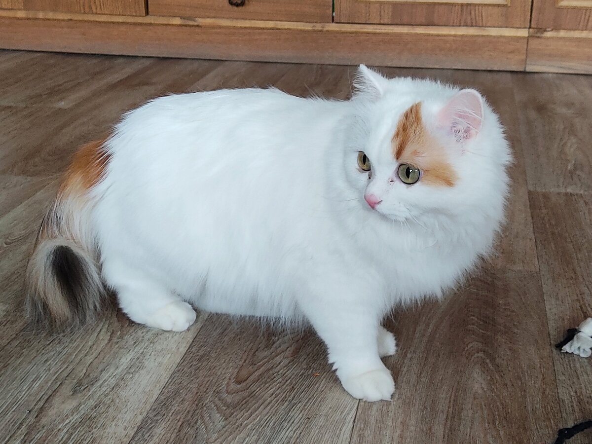 -Мяу! Повезло, что не черной родилась