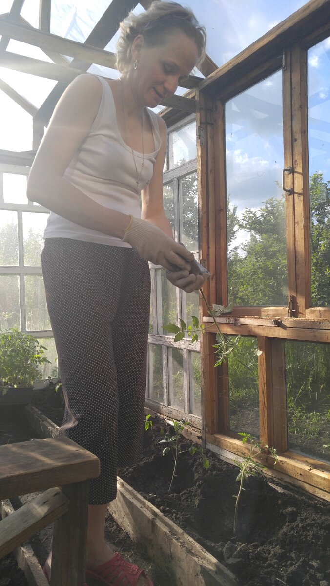 Сажаю помидоры в теплицу