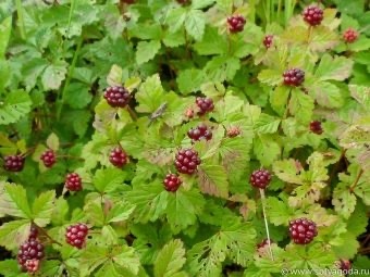 Полноценные урожаи получают на 3 год после посадки - в среднем 0,6 кг с 1 кв.м