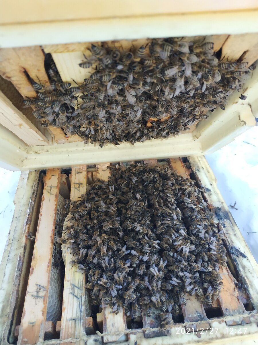 зимовка пчёл carnica, вид изнутри зимнего клуба крошечной семейки