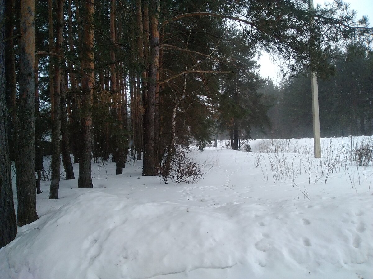 Вот такой у нас лес вокруг. Следов собачьих много. Но где же моя стая?