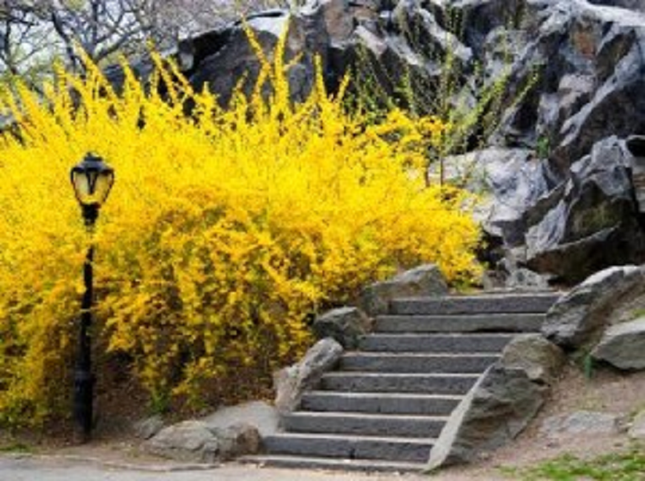 Форзиция во всей красе, чем не золотой дождь