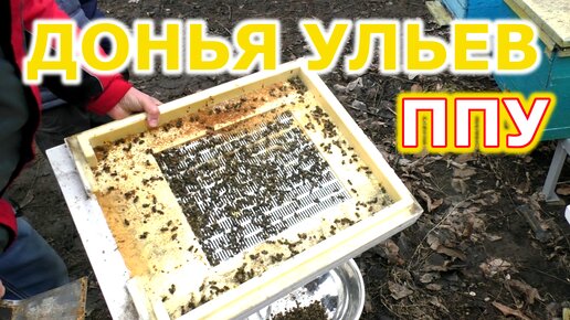 Чистка доньев в ульях ППУ