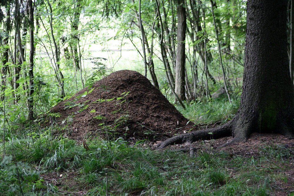  (Фото: 13vainamoinen.livejournal.com) 