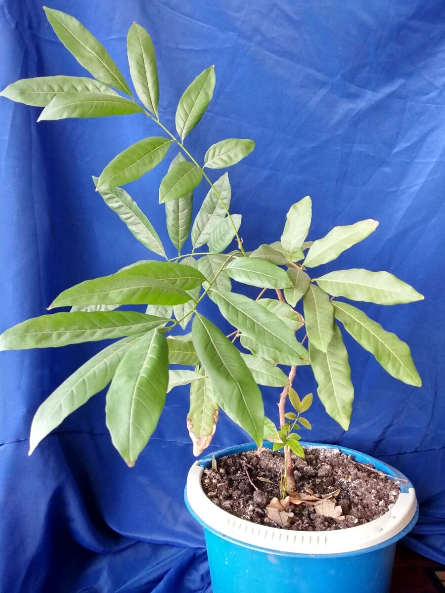 Как растет лонган в домашних условиях фото Комнатные цветы..... Plants, Garden