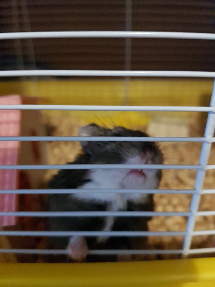 Хомячиха Маруся