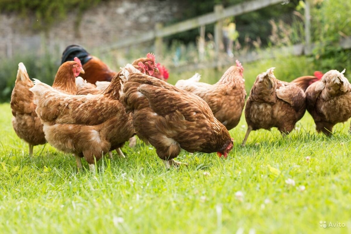 Gallinas con pelo