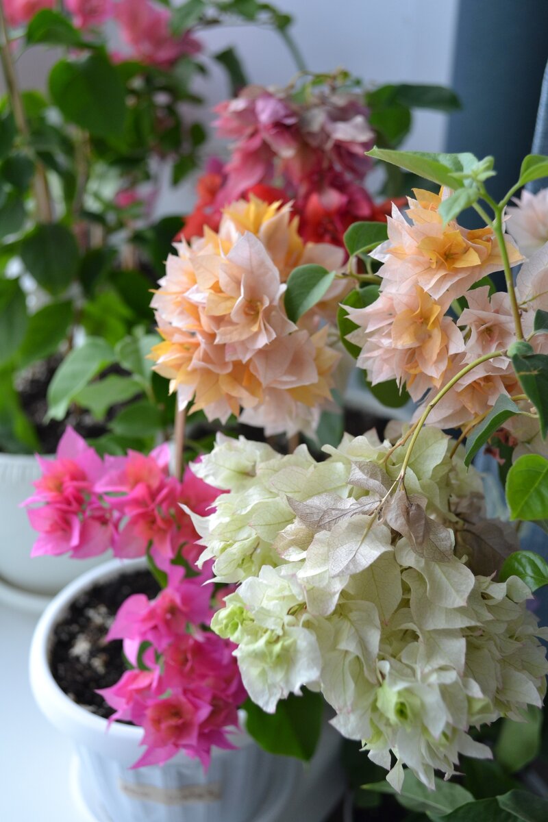 Махровые сорта