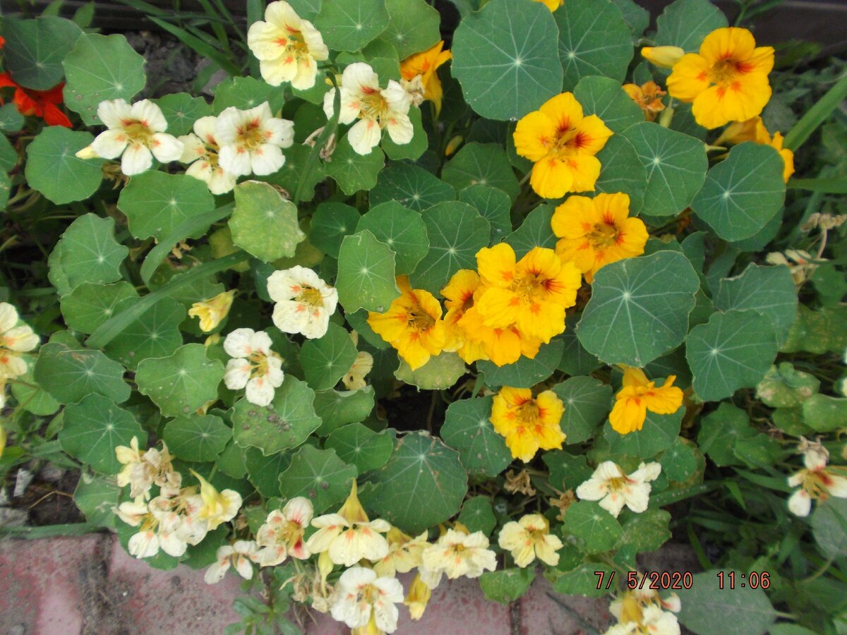 Настурция украсит любую клумбу