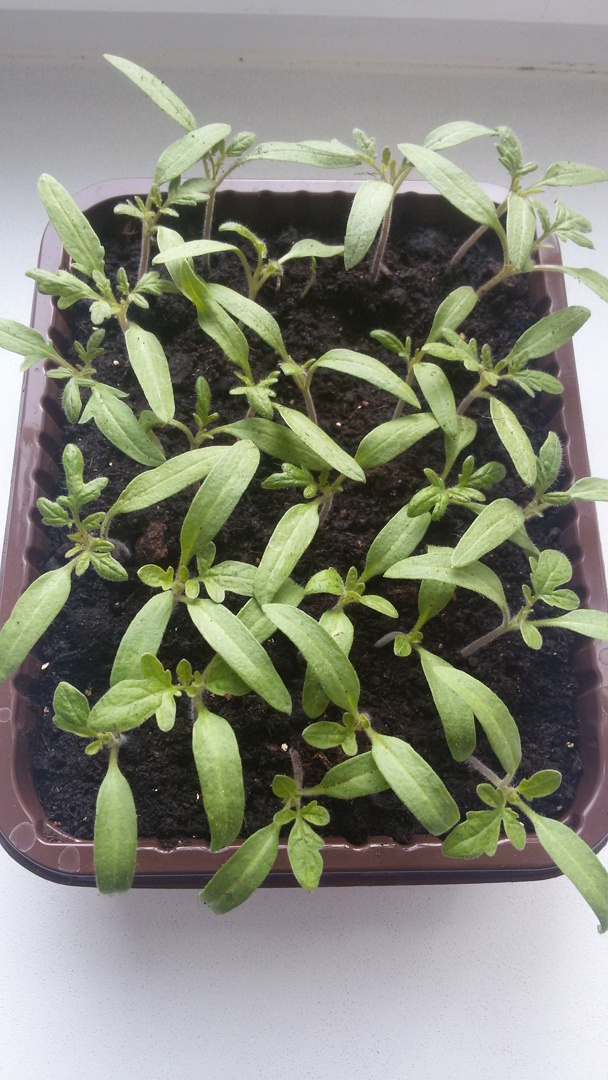 Томаты сорта Трюфель.