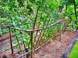 Пример кустовой подвязки малины на v-образный каркас
