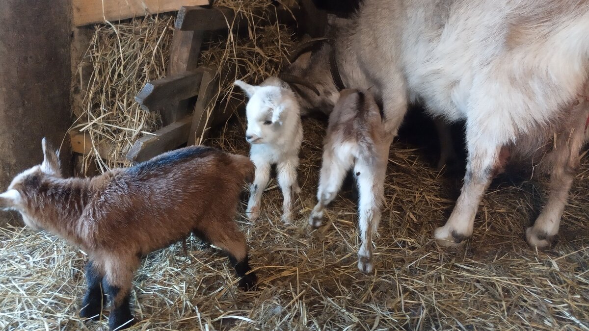 Два козлика и третья справа - козочка.