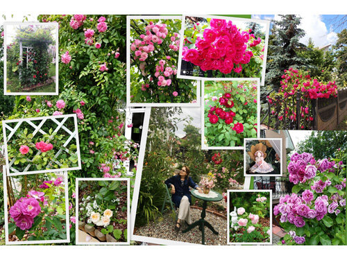 Легенды о розах.