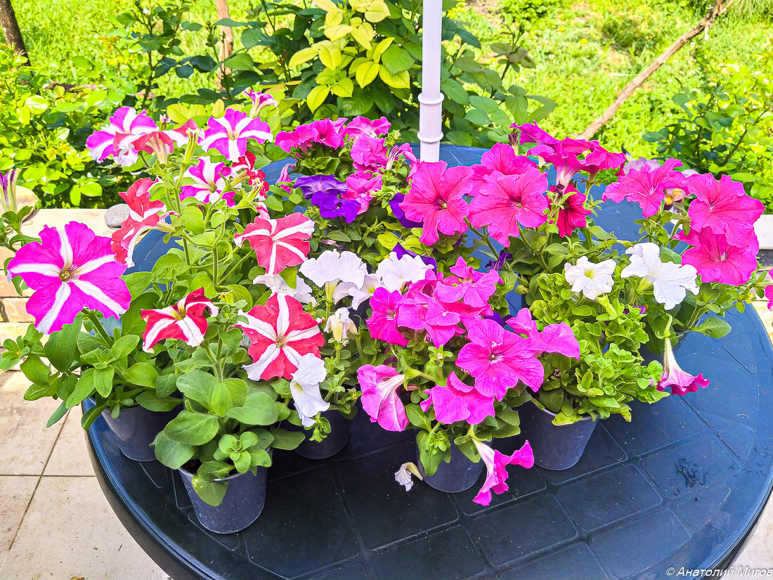 На фото: здесь 12  горшочков с петунией.