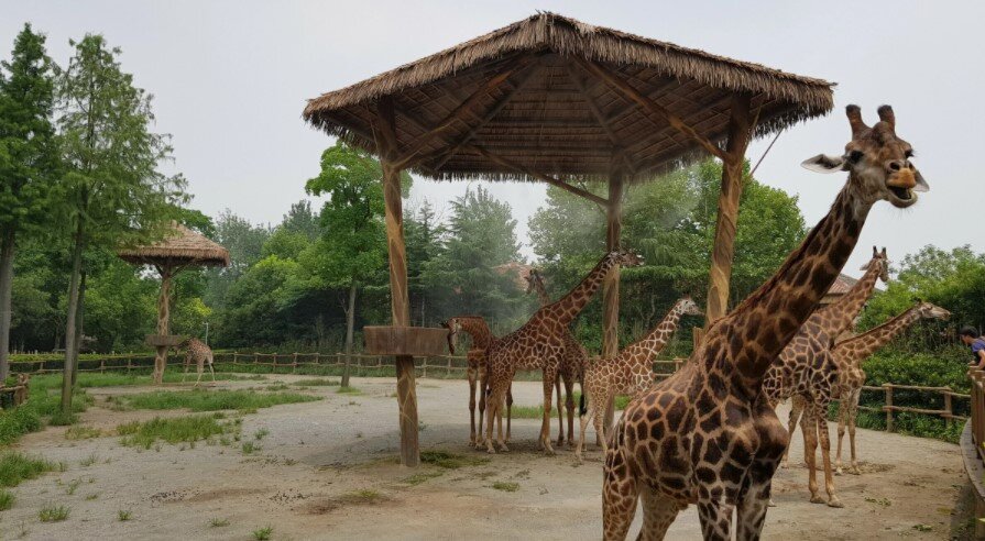 "Анимал Парк" - уникальный зоопарк в Алуште