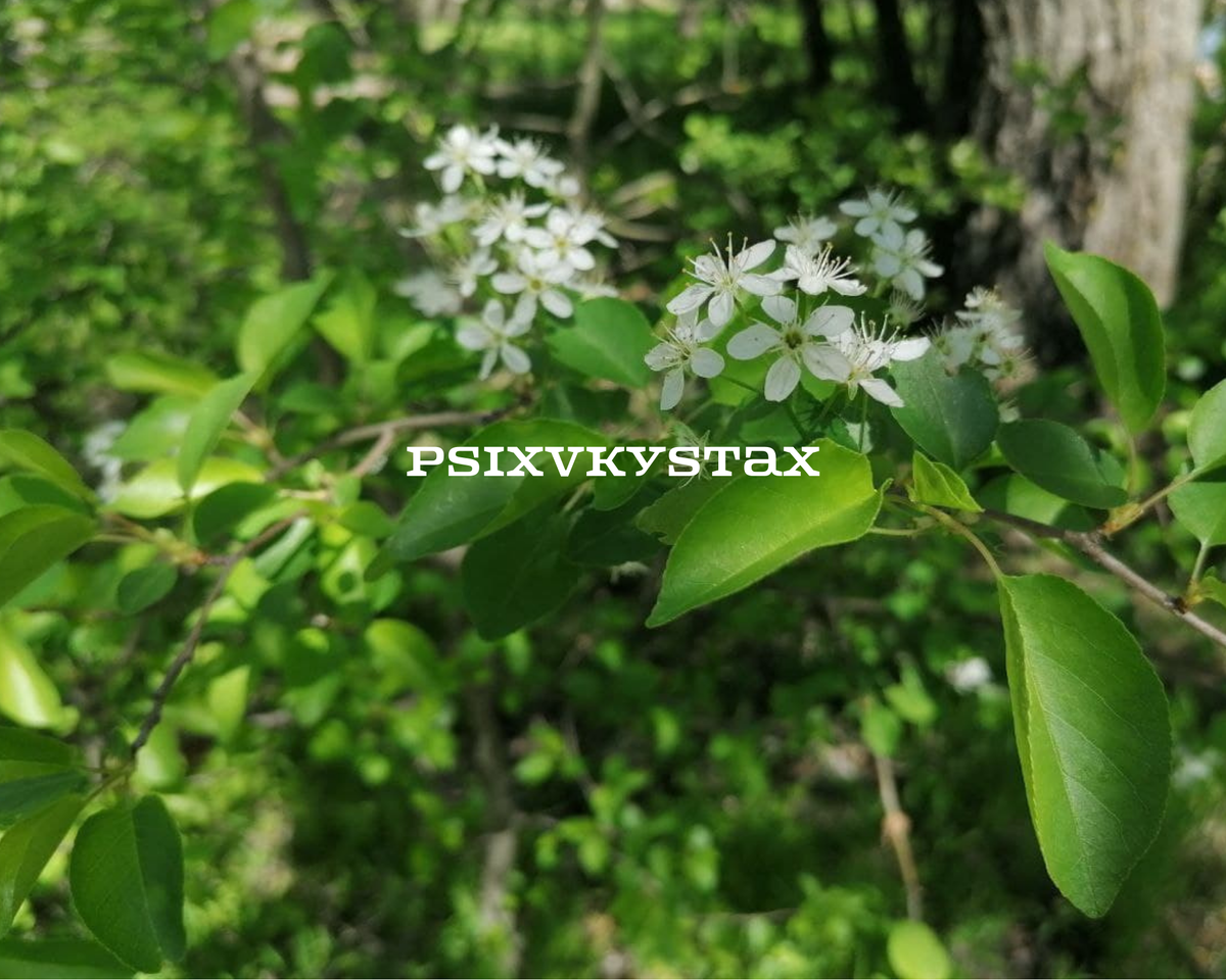 Весна. Фото из личного архива