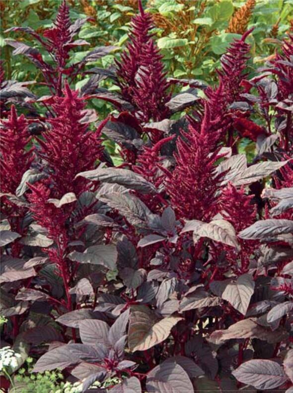 Амарант садовый