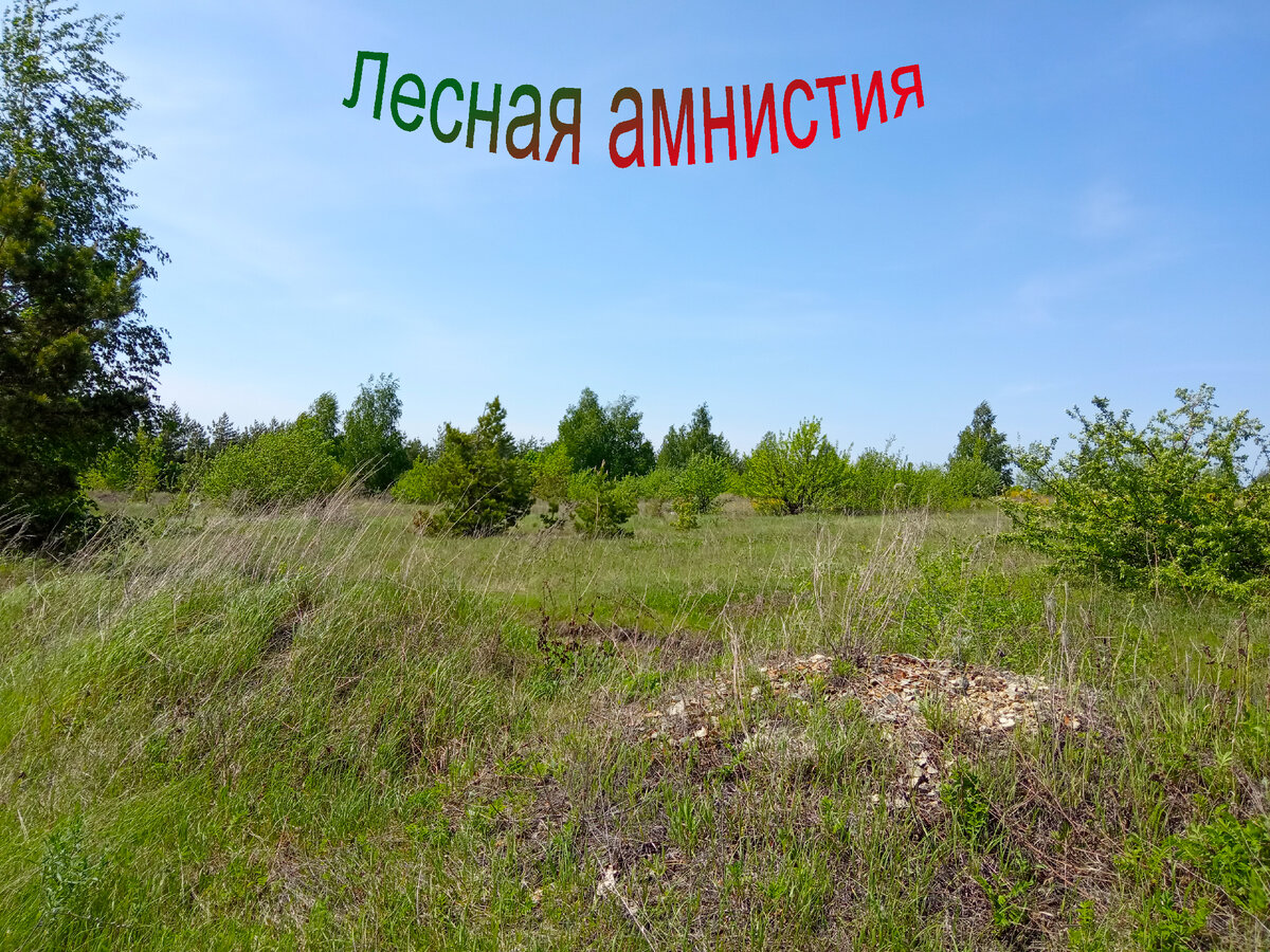 Лесная амнистия презентация