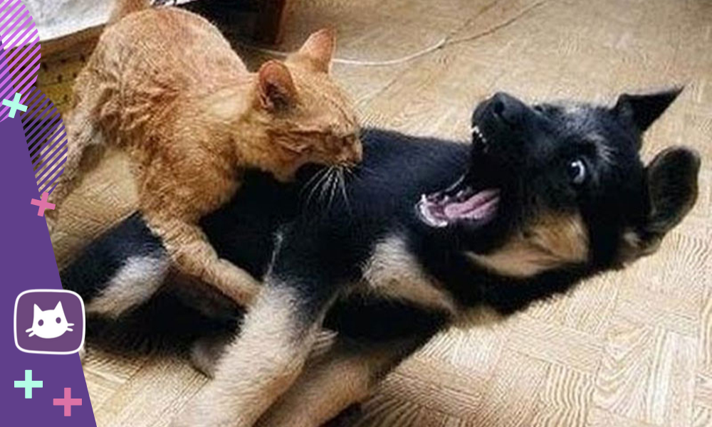 Подготовьте комфортные условия для новых друзей