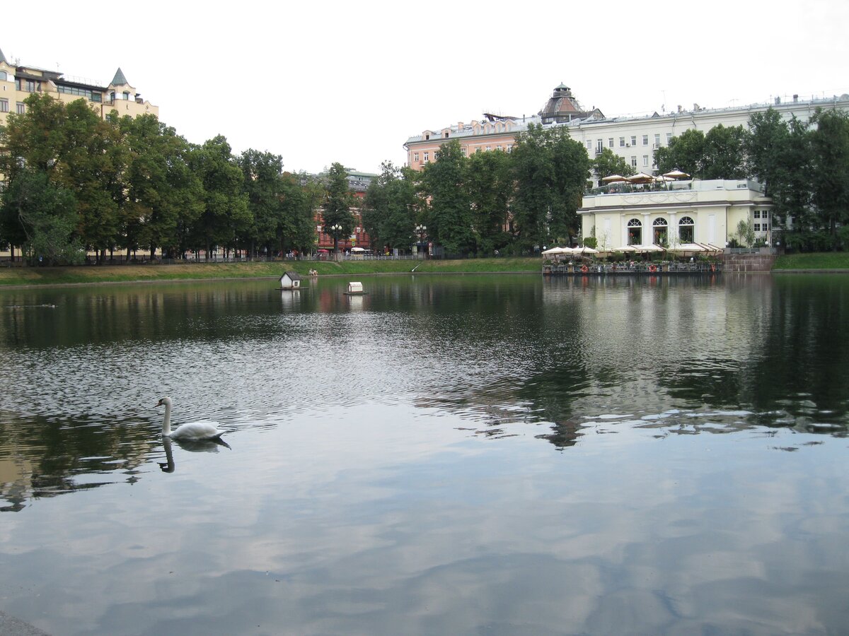 Лебедь на Патриаршем пруду в Москве