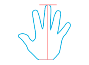 длина ладони