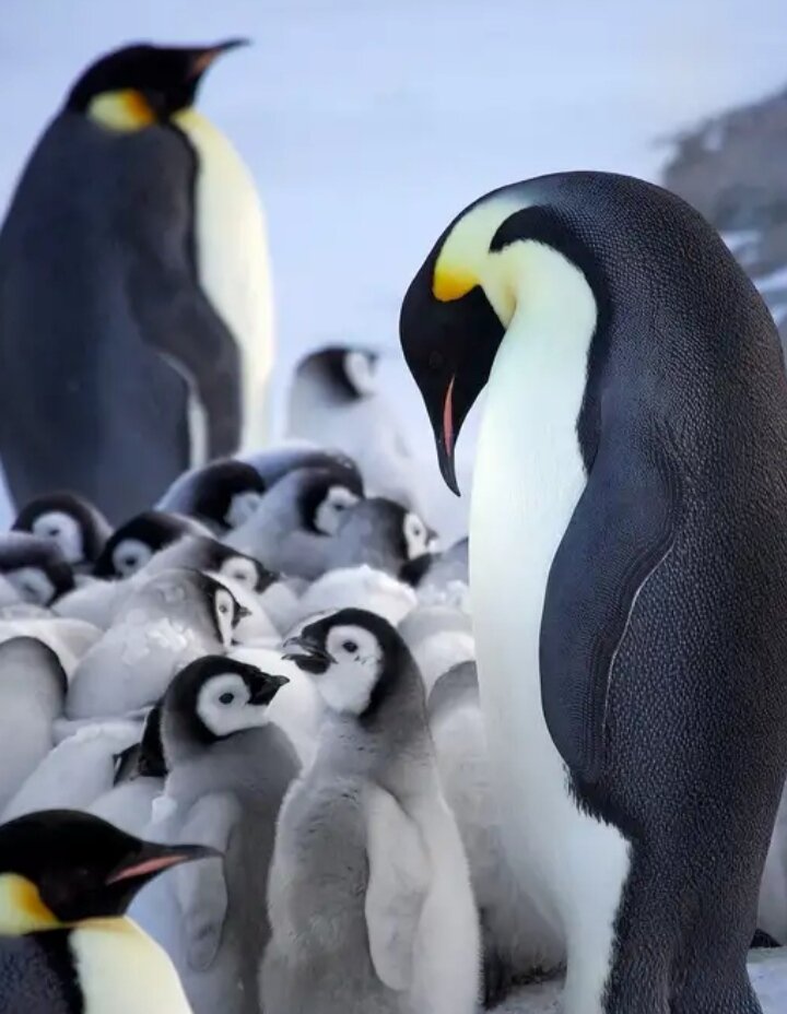 Hello! Today I tell you about penguins!