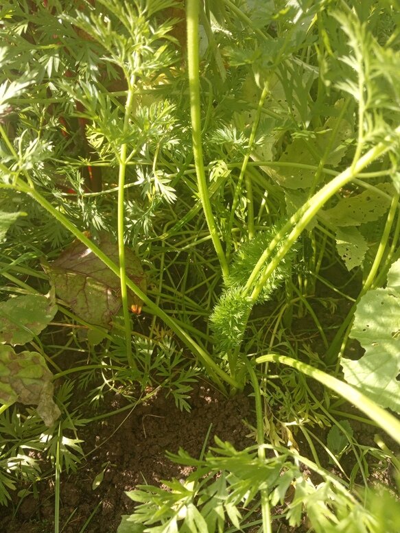 Морковь готовится к зиме