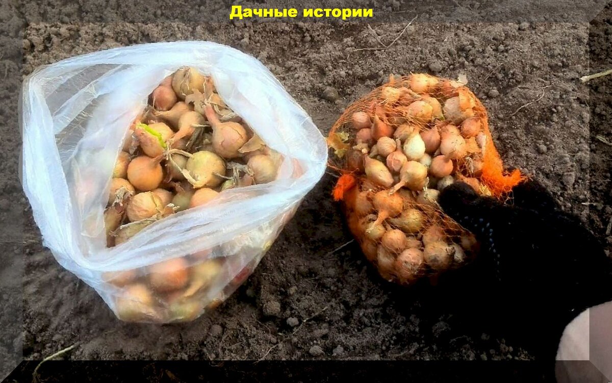 Где хранят севок до посадки